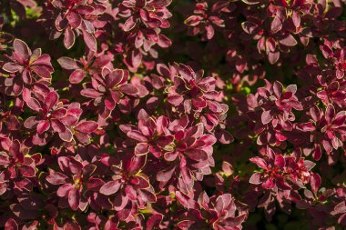 Kırmızı yapraklı bir çalı. Bahar yeşillik arka plan. Close.