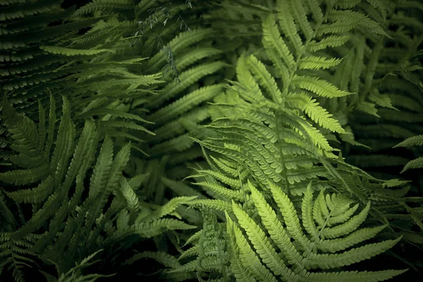 Fern in the sunny forest. Beautiful fern leaves and bushes in the park. Forest plants.