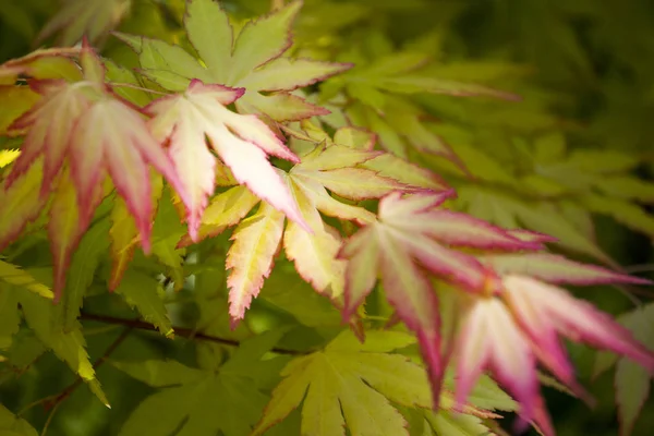 A branch of Japanese maple. Multicolored maple leaves. Close-up. Spring foliage, floral background.