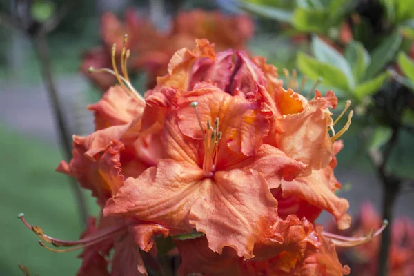 Rhododendron naranja fotos de stock, imágenes de Rhododendron naranja sin  royalties | Depositphotos