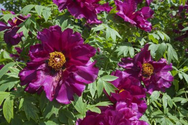 Yapraklı ve çiçekli ağaç gibi şakayık. Burgeon bahçede nazik büyük çiçekler. Kartpostal oluşturmak için kullanılabilir.