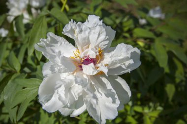 Yaz bahçesinde yaprakları olan beyaz, güzel bir şakayık çiçeği. Beyaz çiçeklerin yakın plan detayları.