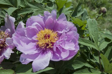 Bir parkta yeşillik ile pembe güzel şakayık çiçek. Mor-pembe çiçeklerin yakın çekim detayı.