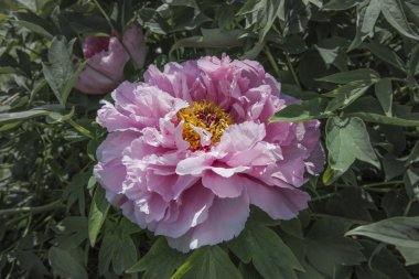 Bir yaz bahçesinde yeşillik ile şakayık pembe güzel çiçek. Pembe çiçeklerin yakın çekim detayı.