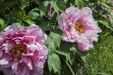 Bir yaz bahçesinde yeşillik ile şakayık pembe güzel çiçek. Pembe çiçeklerin yakın çekim detayı.