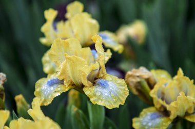 Sarı irisler yağmurdan sonra çimlerde çiçek açar. Bahar bahçesinde taze irisler.