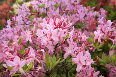 Pembe açelya. Bahçede Orman gülü. Güzel çiçekler.