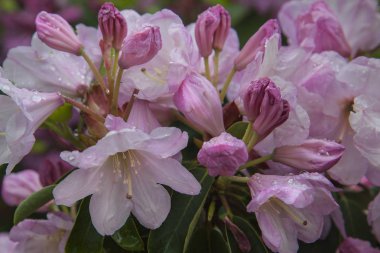 Pembe açelya. Bahçede Orman gülü. Güzel çiçekler. Bahar bitkilerinin detayları.