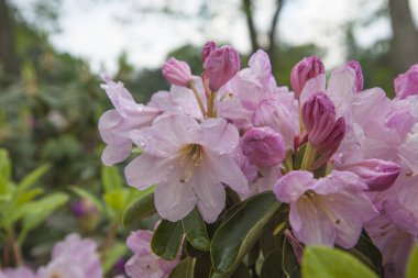 Pembe açelya. Bahçede Orman gülü. Güzel çiçekler. Bahar bitkilerinin detayları.