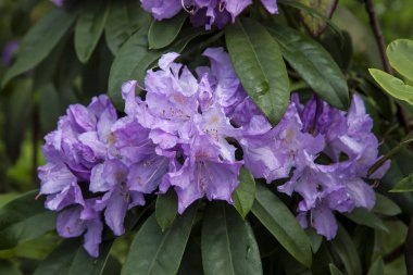 Mor açelya. Bahçede Orman gülü. Güzel çiçekler.