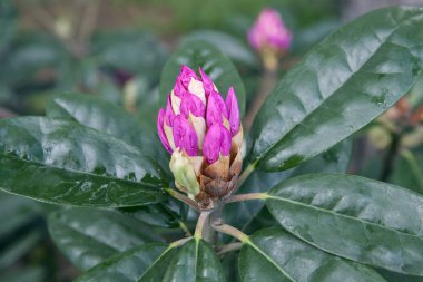 Yağmurdan sonra pembe açelya tomurcukları. Bahçede rhododendron çalı üzerinde güzel çiçekler. Taze çiçekler arka plan veya duvar kağıdı.