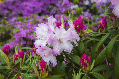 Beyaz-pembe açelya. Bahçedeki çalı tarlasında güzel çiçekler ve tomurcuklar. Taze çiçek arkaplanı veya duvar kağıdı.