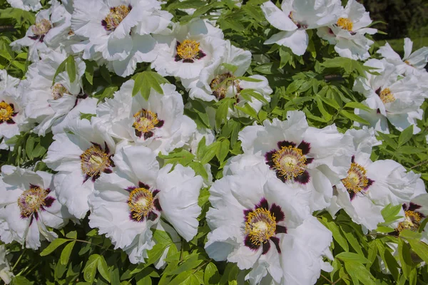 Tree-like peony with leaves and flowers. White gentle big flowers in the garden.Can be used to create a postcard.