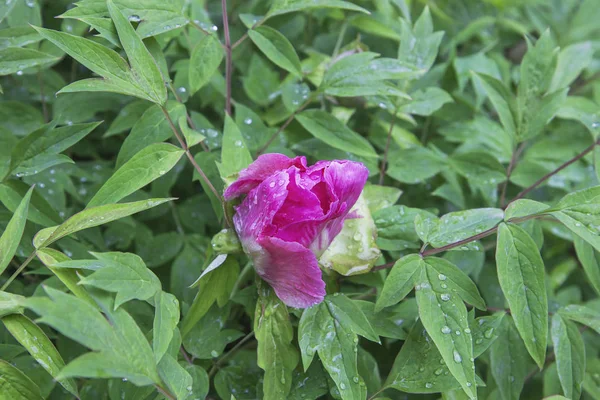 Tree-like peony bush. with leaves and flowers. Opening bud of pink peony in raindrops.