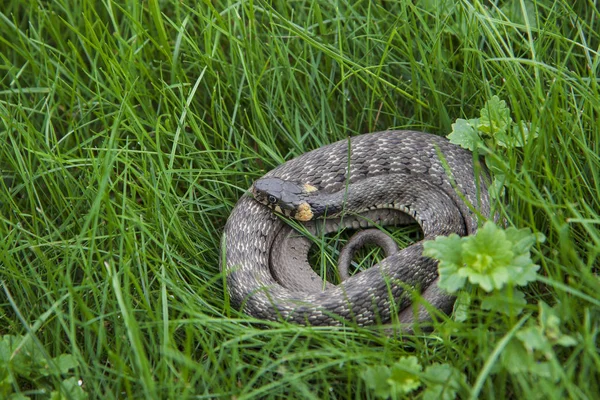 Uma Jovem Cobra Natrix Está Descansando Grama Fresca Uma Cobra — Fotografia de Stock