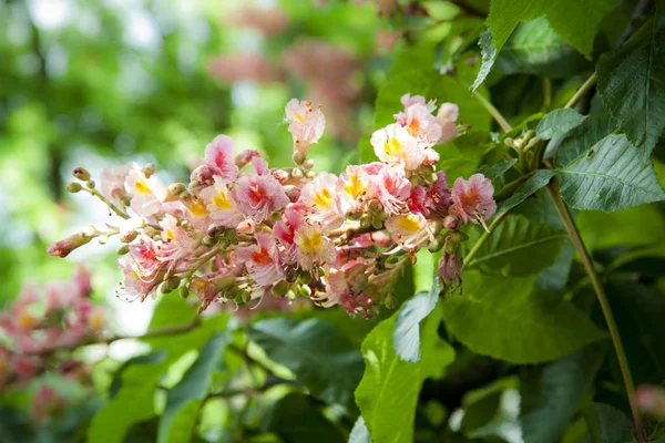Bujne Kwiatostany Różowego Kasztanowca Pęki Jasnych Kwiatów Niewyraźne Tło Jasny — Zdjęcie stockowe