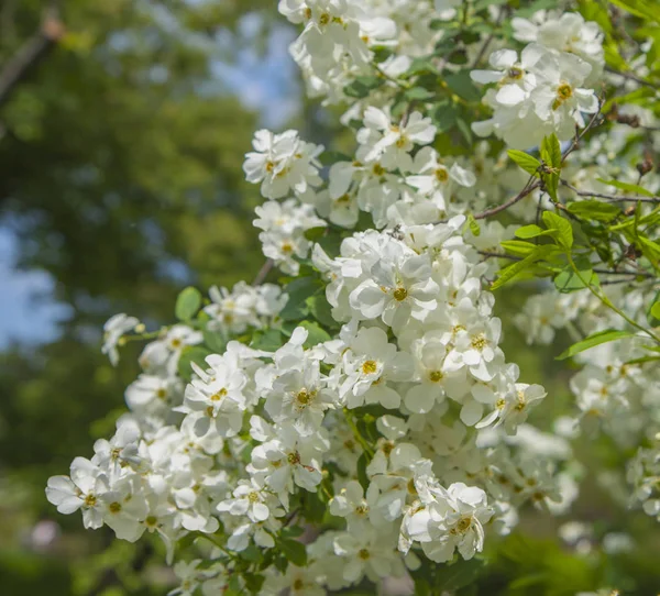 Bujna Gałąź Pokryta Białymi Kwiatami Wiosna Kwitnienia Drzew Ogrodzie Może — Zdjęcie stockowe