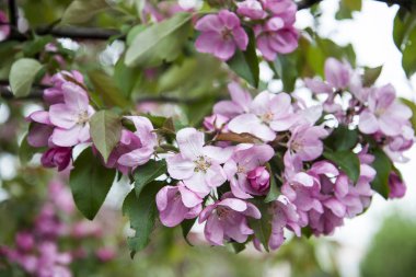 Elma ağacı çiçeklerinin yakın çekim. Baharda elma çiçekleri Gür Pembe dalı. Yeşil bokeh arka plan üzerinde güzel bahar çiçeği.