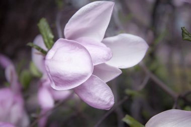 Büyük beyaz ve pembe manolya çiçeği. Sadece bir ağacın dalı üzerinde çiçek açtı. Bahar Çiçeği.