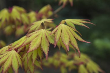 Japon akçaağacının bir dalı. Çok renkli akçaağaç yaprakları. Close. Bahar yaprakları, çiçek arka plan.