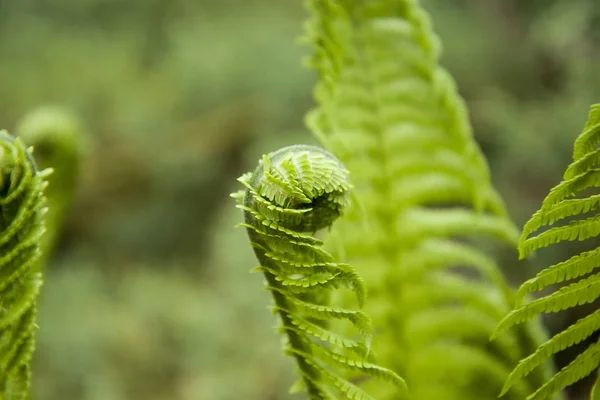 Vernal Unfolding Fern Leaves Young Sprouts Fern Light Green Color — Stock Photo, Image