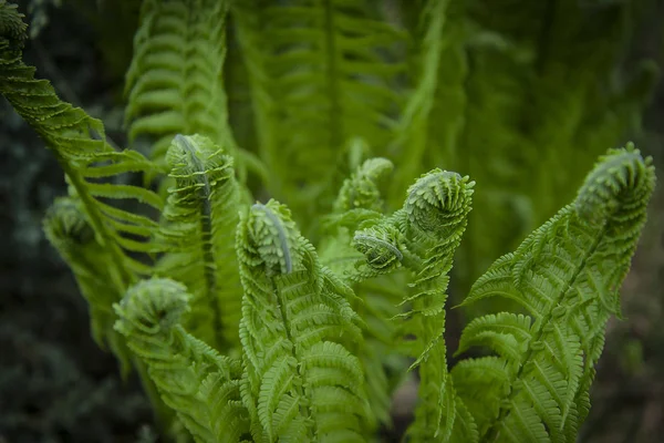 Vernal Unfolding Fern Leaves Young Sprouts Fern Light Green Color — Stock Photo, Image