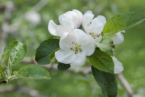 Close-up of apple tree flowers. White apple-flowers in spring. Beautiful white spring blossom on green bokeh background.