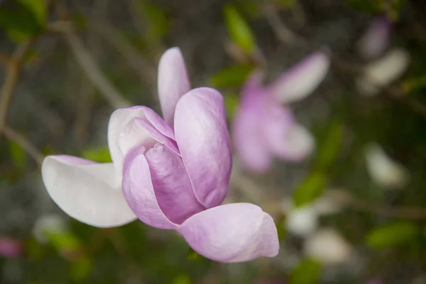 Duży Biały Różowy Kwiat Magnolii Tylko Rozkwitła Gałęzi Drzewa Wiosna — Zdjęcie stockowe