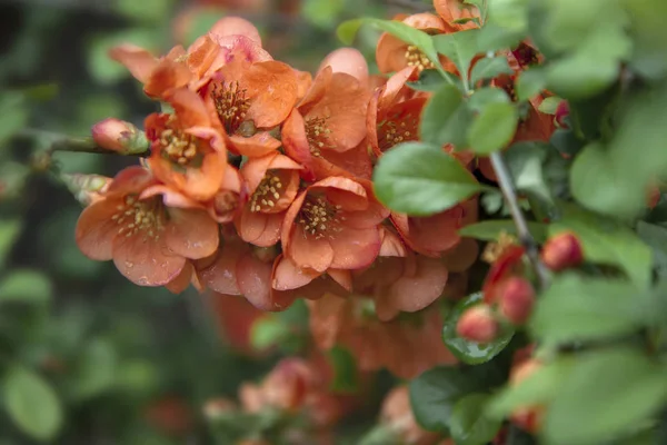 Rosa Blüten Einem Zweig Quittenblüten Großaufnahme Japanische Apfelbirnen — Stockfoto