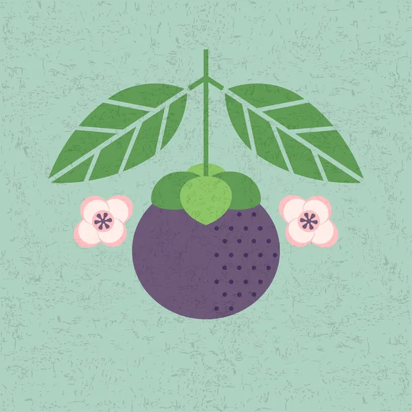 Mangostan Frucht Illustration Mangostan Mit Blättern Und Blüten Auf Schäbigem — Stockvektor