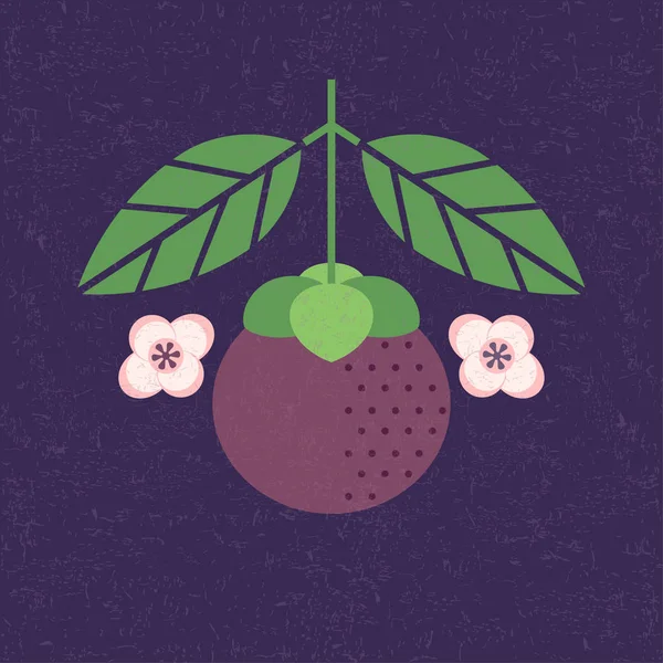 Illustration Fruits Mangoustan Mangoustan Avec Des Feuilles Des Fleurs Sur — Image vectorielle