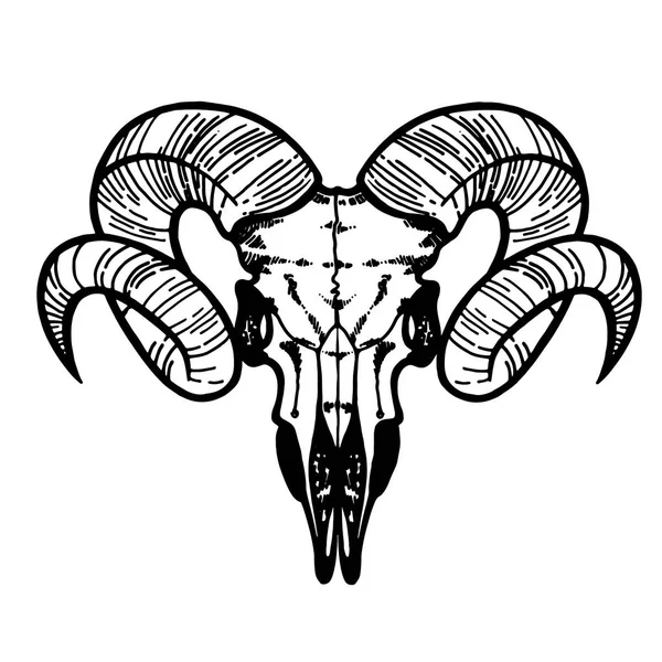 Skull of a sheep. Horns silhouette. Vector illustration art. — Stock Vector