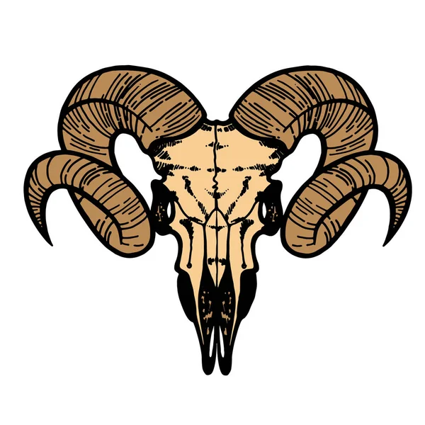 Skull of a sheep. Horns silhouette. Vector illustration art. — Stock Vector