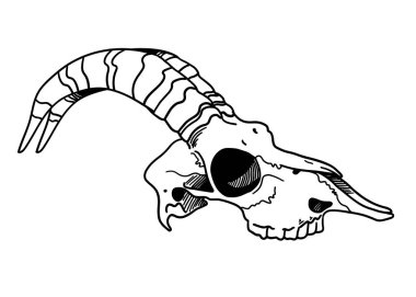 Dövme kafatası. Kafatası bir koyun. Boynuzları mürekkep.