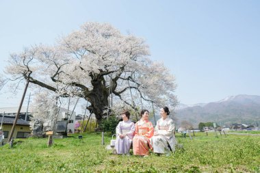 Three women are sitting in a grassy field under a cherry blossom tree. Scene is peaceful and serene, as the women are enjoying the beauty of nature and the tranquility of the setting
