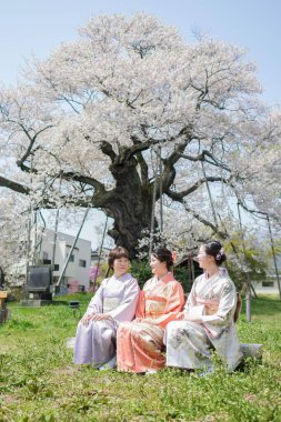 Three women in traditional Japanese clothing sit on a bench in a park under a tree with pink blossoms. Scene is peaceful and serene, as the women are enjoying the beauty of nature
