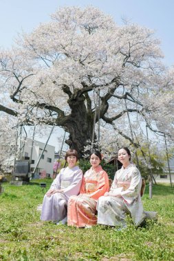 Three women in traditional Japanese clothing sit in a grassy field under a cherry blossom tree. The scene is peaceful and serene, with the women posing for a photo in front of the tree