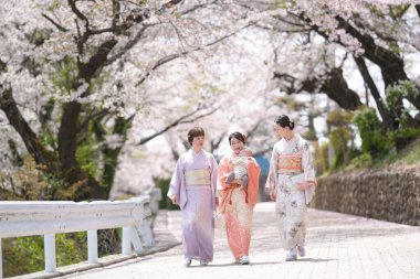 Three women in traditional Japanese clothing walk down a street lined with cherry blossoms. The scene is serene and peaceful, with the women enjoying the beauty of the flowers