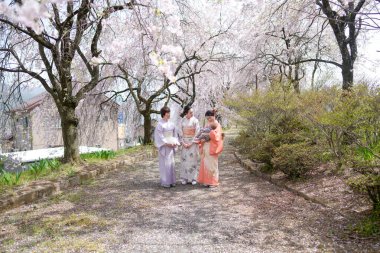 Three women in traditional Japanese clothing walk down a path in a park. The women are dressed in kimonos and appear to be enjoying their time together. The park is filled with cherry blossoms