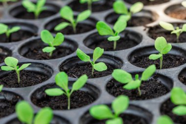 Fideler kreş tepsisinde