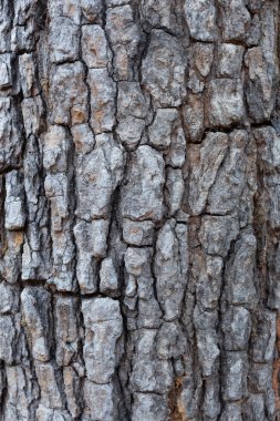 Kabuk Arka Plan Doku yapısı