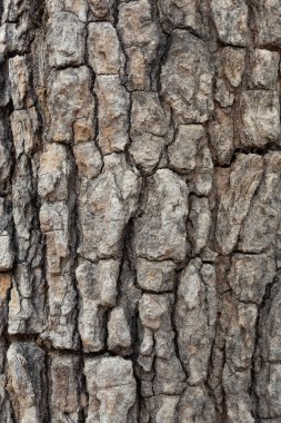 Kabuk Arka Plan Doku yapısı