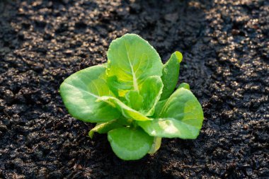 Sebze arsa yeşil marul