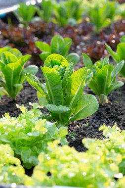 Sebze arsa yeşil marul