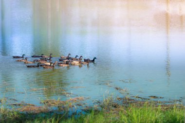 Ördek havuzda yüzen