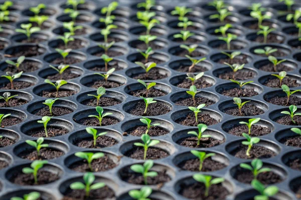 Seedlings are in the nursery tray — Stock Photo, Image