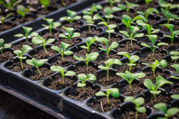 Las plántulas están en la bandeja del vivero — Foto de Stock