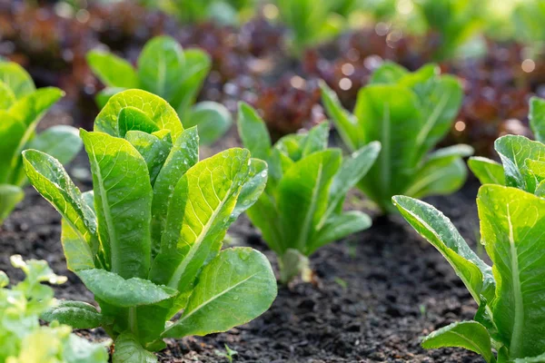 Grüner Salat auf dem Gemüsebeet — Stockfoto