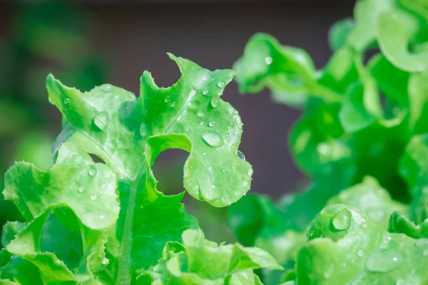 Green Oak Salad vegetable grow in plot