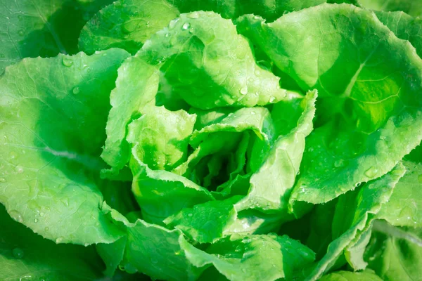 Butterhead salad vegetable grow in plot